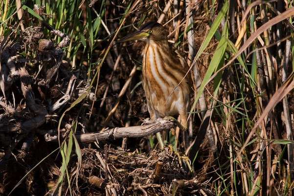 Zwergdommel Jungvogel Neeracherried, 26. August 2015