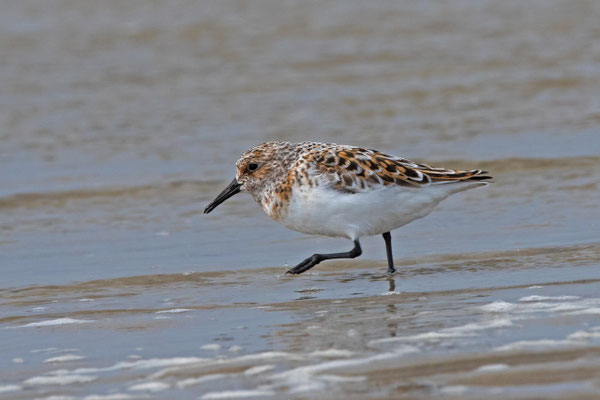 Sanderling