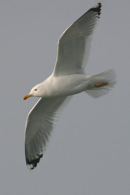 Steppenmöwe Bodensee
