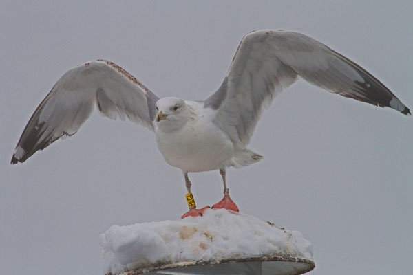 Steppenmöwe im 3. Winter, Rapperwil, 2. 1.15, gleiche Möwe wie am 11. 1.14 beringt am 25. 5. 12 in Kozielno, Polen knapp 700 km entfernt.