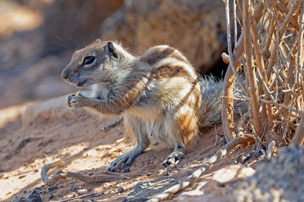 Altlashörnchen