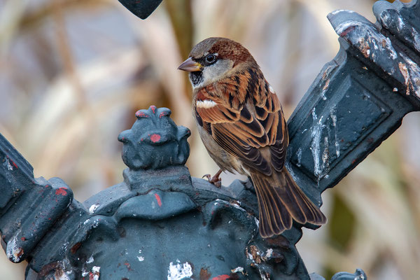 Haussperling