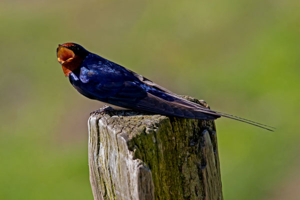 Rauchschwalbe