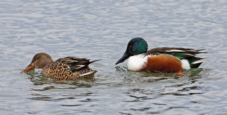 Löffelenten Paar, Bodensee, 6.1.2018 