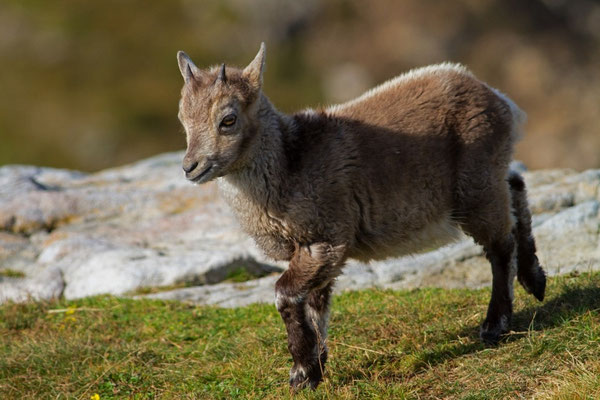 Steinbock, Jungtier, Gemmenalphorn BE 3. 10. 2014