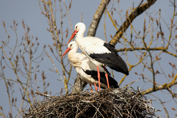 Weissstorch Paar auf Horst, Pfäffikon, 5. März 2017