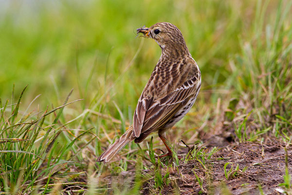 Wiesenpieper