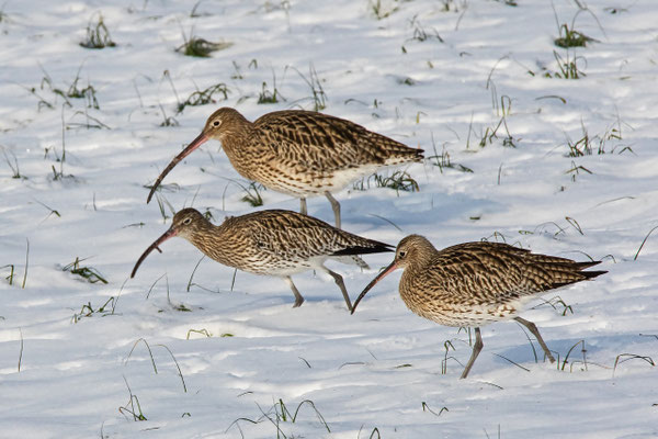Grosser Brachvogel, Frauenwinkel SZ, 26. 1. 2017 