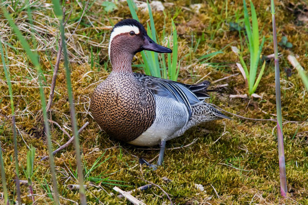 Knäkente, Golfplatzweiher Winterberg ZH, 14. April 2017