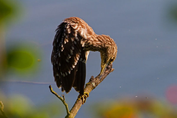 Nachtreiher Jungvogel, Klingnauerstausee, 8. 9. 2014 