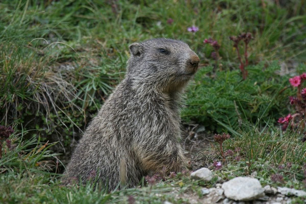 Murmeltier, Engadin  Juli 2007