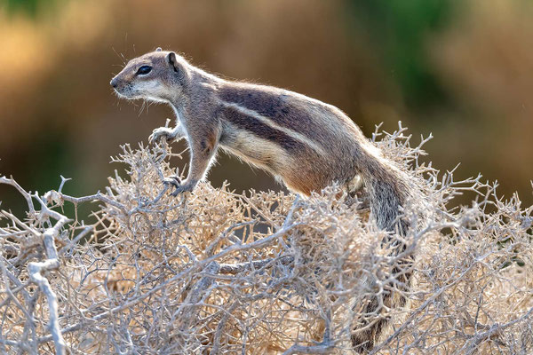 Atlashörnchen