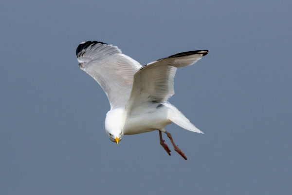 Silbermöwe