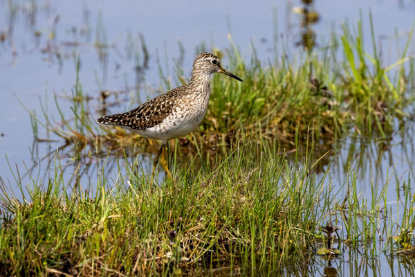 Bruchwasserläufer