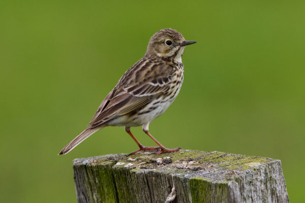 Wiesenpieper