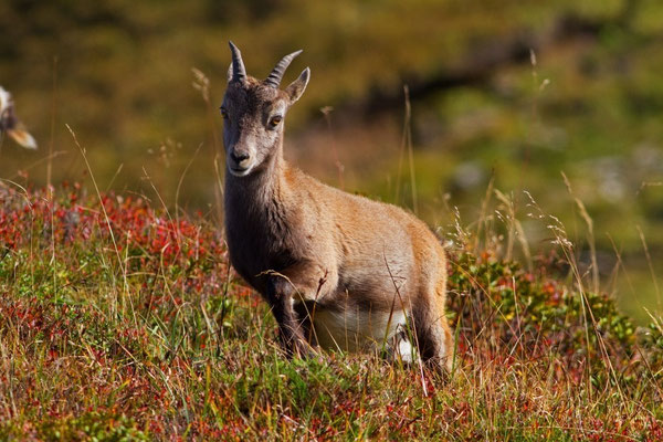 Steinbock, Gemmenalphorn BE 3. 10. 2014