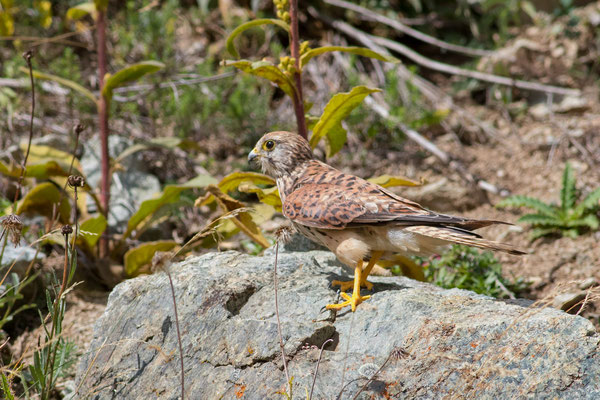 Turmfalke, Celerina GR, 3. 9. 2018 