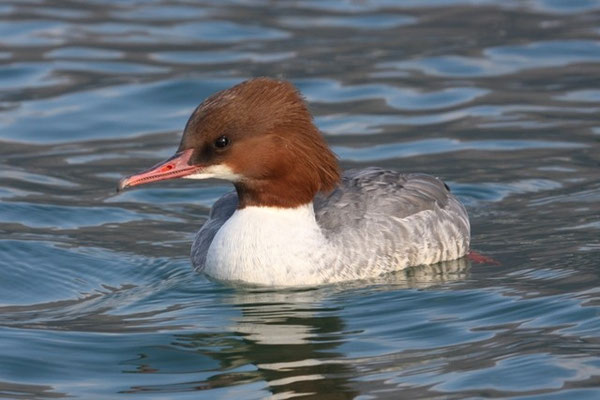 Gänsesäger Weibchen