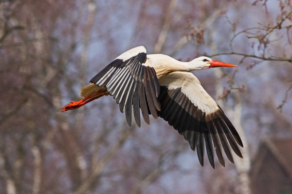 Weissstorch, Pfäffikon ZH, 20. März 2016