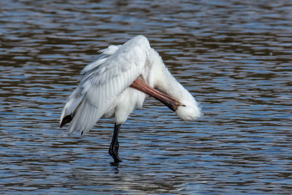 Löffler, Klingnauerstausee AG, 14.10.2020