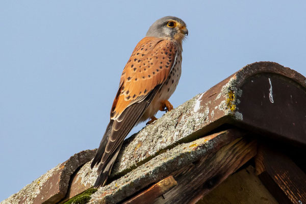 Turmfalke Männchen, Lindau ZH, 7.11.2020