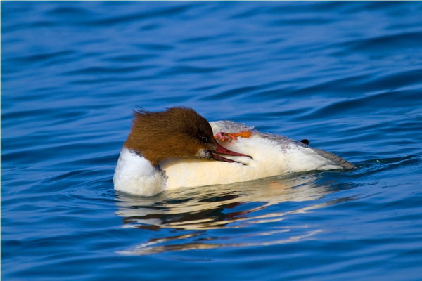 Gänsesäger Weibchen bei der Gefiederpflege, Genfersee 18.2.2011