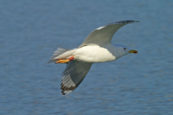 Breingte Steppenmöwe, gleiche Möwe wie Bild 1, Kreuzlingen, 11. Februar 2006