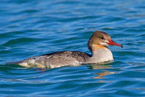 Gänsesäger, diesjähriger Jungvogel, Genfersee 24. 10. 2013