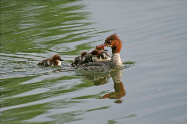 Gänsesäger Weibchen mit Jungen