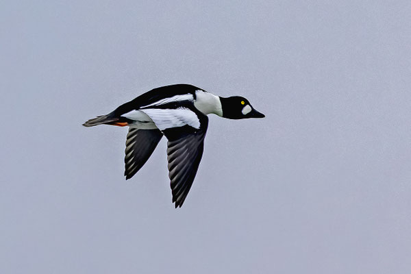 Schellente Erpel im Flug