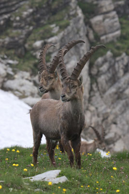 Steinbock, Ostschweiz Juli 2009
