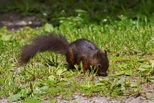 Eichhörnchen, Sils Maria, 27. Juni 2015