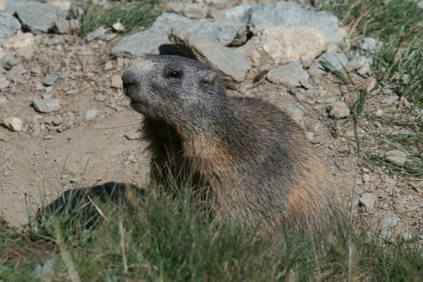 Murmeltier, Engadin  Juli 2007