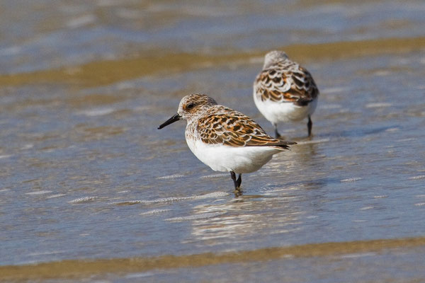 Sanderling