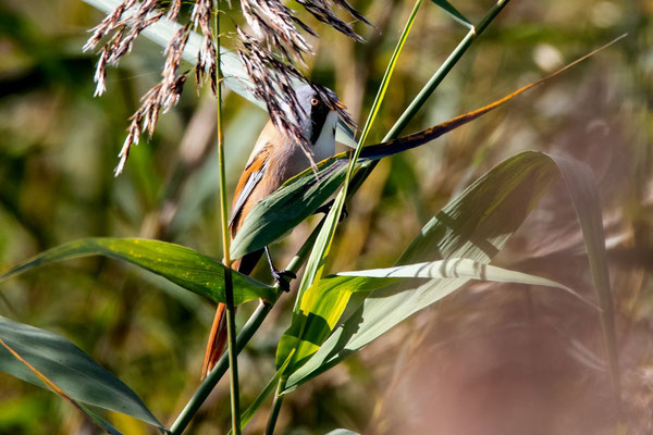 Bartmeise, Triboltingen TG,  1. 10. 2019