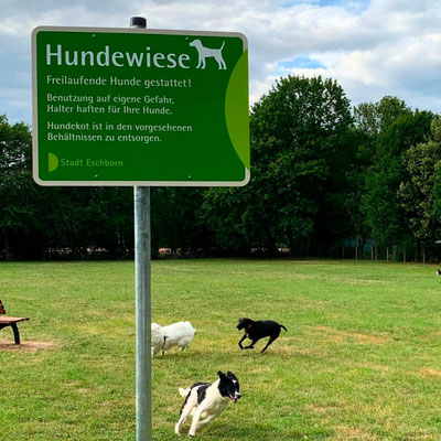 Zwei spielende Hunde unter einem montierten Schild für die Hundewiese in Eschborn, Gestaltung und Produktion