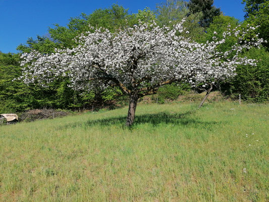 Blühender Apfelbaum gegen Ende des Monats April