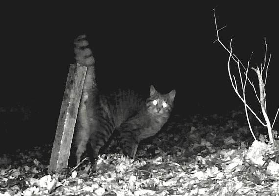 Wildkatze