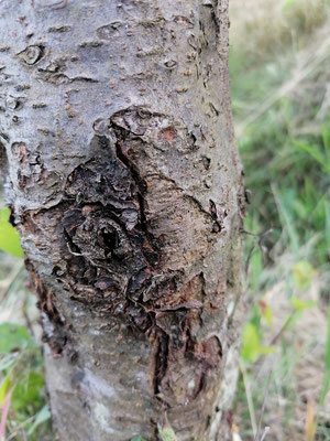 Neuartige Baumkrankheiten wie der Schwarze Rindenbrand befallen zunehmend durch Trockenheit geschwächte Bäume