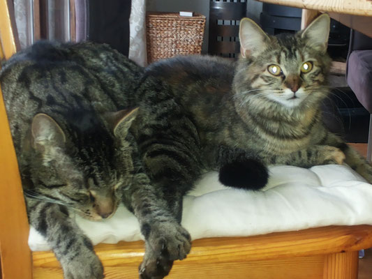 Hauskatze