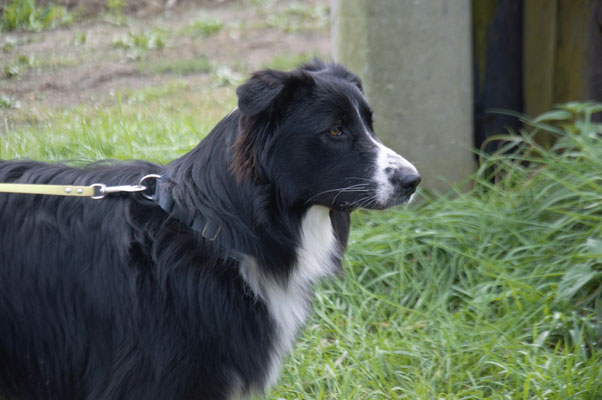 Filou