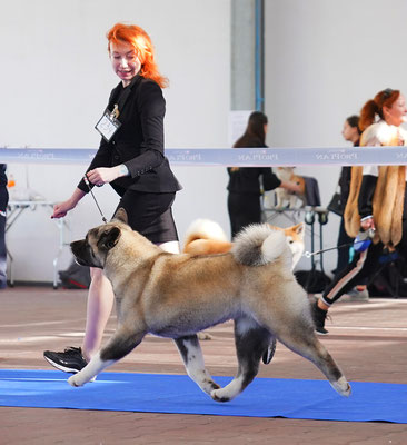 American Akita AMFASHION PRINCESS LEIA