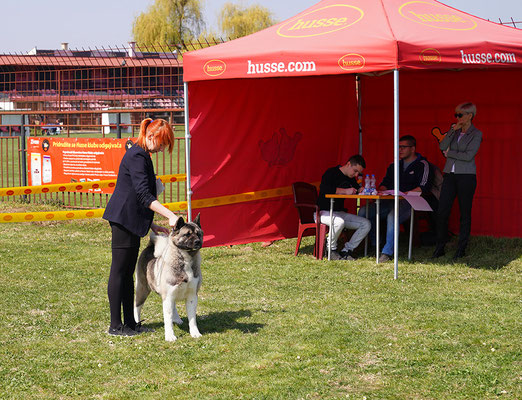 American Akita. Dog Show Bogatich 