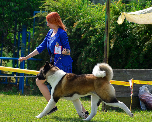 American Akita  ALL FOR ALMIGHTY BEFORE HEAVEN International Dog Show -  Dnepr, Ukraine