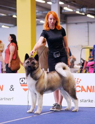 ALL FOR ALMIGHTY kennel AMERICAN AKITA ::: AUSTRIAN WINNER 2019 ::: AW2019 ::: AUSTRIA, WELS ::: EDS2019 ::: EURO DOG SHOW 2019 ::: VIDEO :::