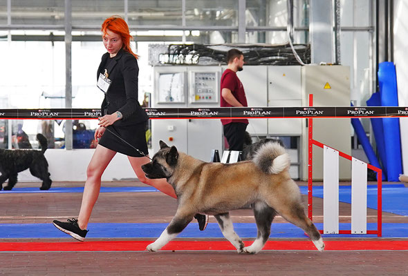 American Akita AMFASHION PRINCESS LEIA