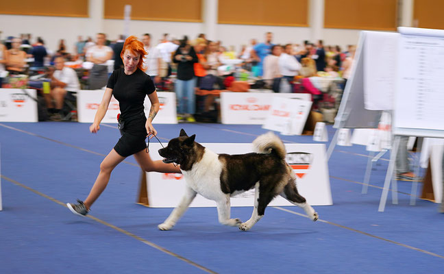 ALL FOR ALMIGHTY kennel AMERICAN AKITA ::: AUSTRIAN WINNER 2019 ::: AW2019 ::: AUSTRIA, WELS ::: EDS2019 ::: EURO DOG SHOW 2019 ::: VIDEO :::