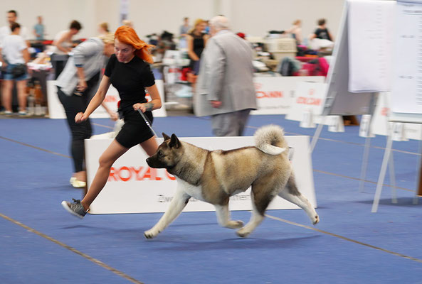 ALL FOR ALMIGHTY kennel AMERICAN AKITA ::: AUSTRIAN WINNER 2019 ::: AW2019 ::: AUSTRIA, WELS ::: EDS2019 ::: EURO DOG SHOW 2019 ::: VIDEO :::