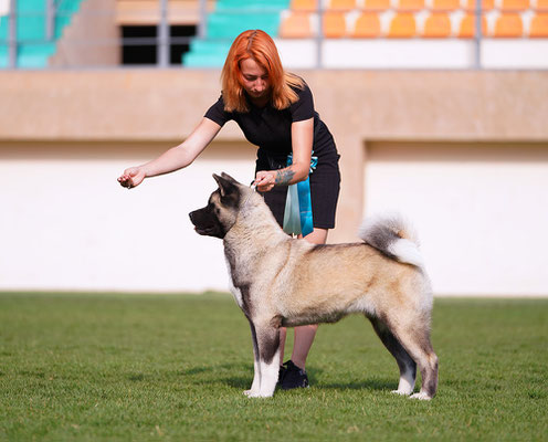 American Akita AMFASHION PRINCESS LEIA