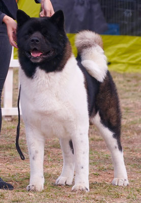 American Akita KEKS Американская акита #bestdog #akitakharkov #akitakharkiv #akitaharkiv #americanakitaukraine #akitaukraine #americanakitainukraine #bestpuppiesakita #puppiesakitaforsale #bloodchampions #puppyfromchampions #akitakennels #kennelkharkiv #b